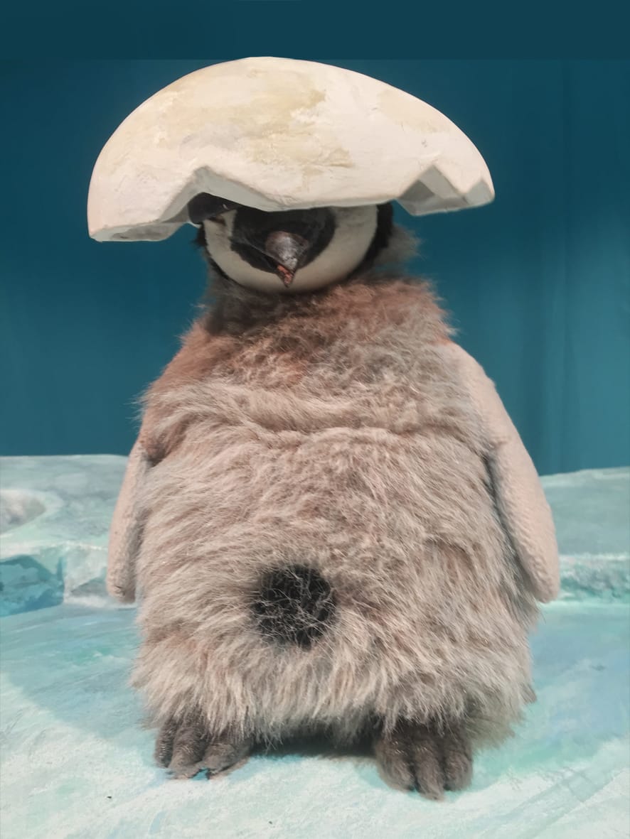 you can see a penguin with an eggshell on its head